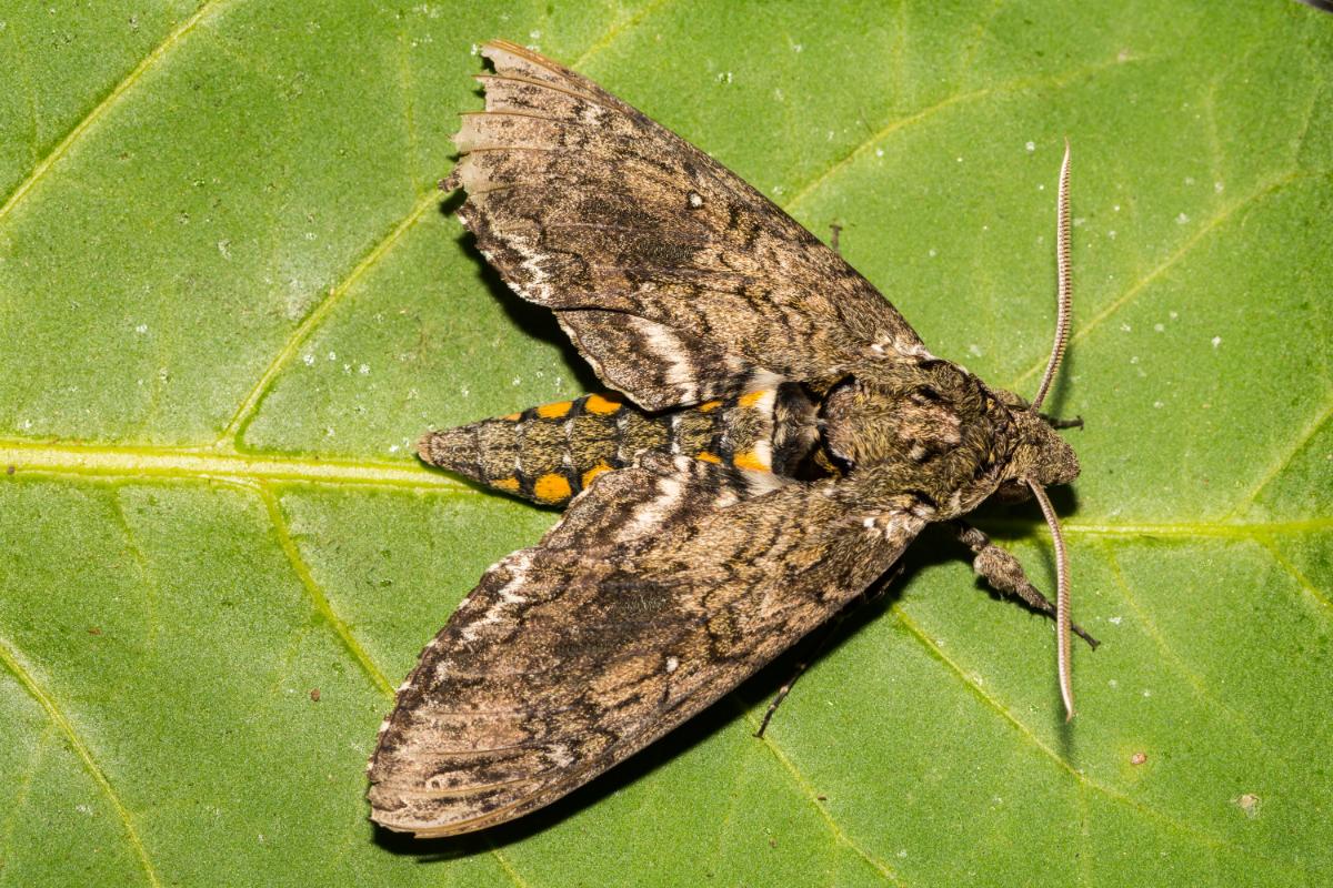 A hawkmoth, adult stage of a horworm