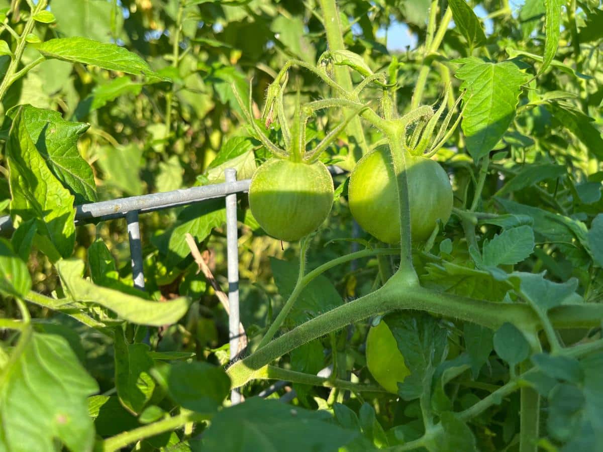 Green tomatoes on the vine