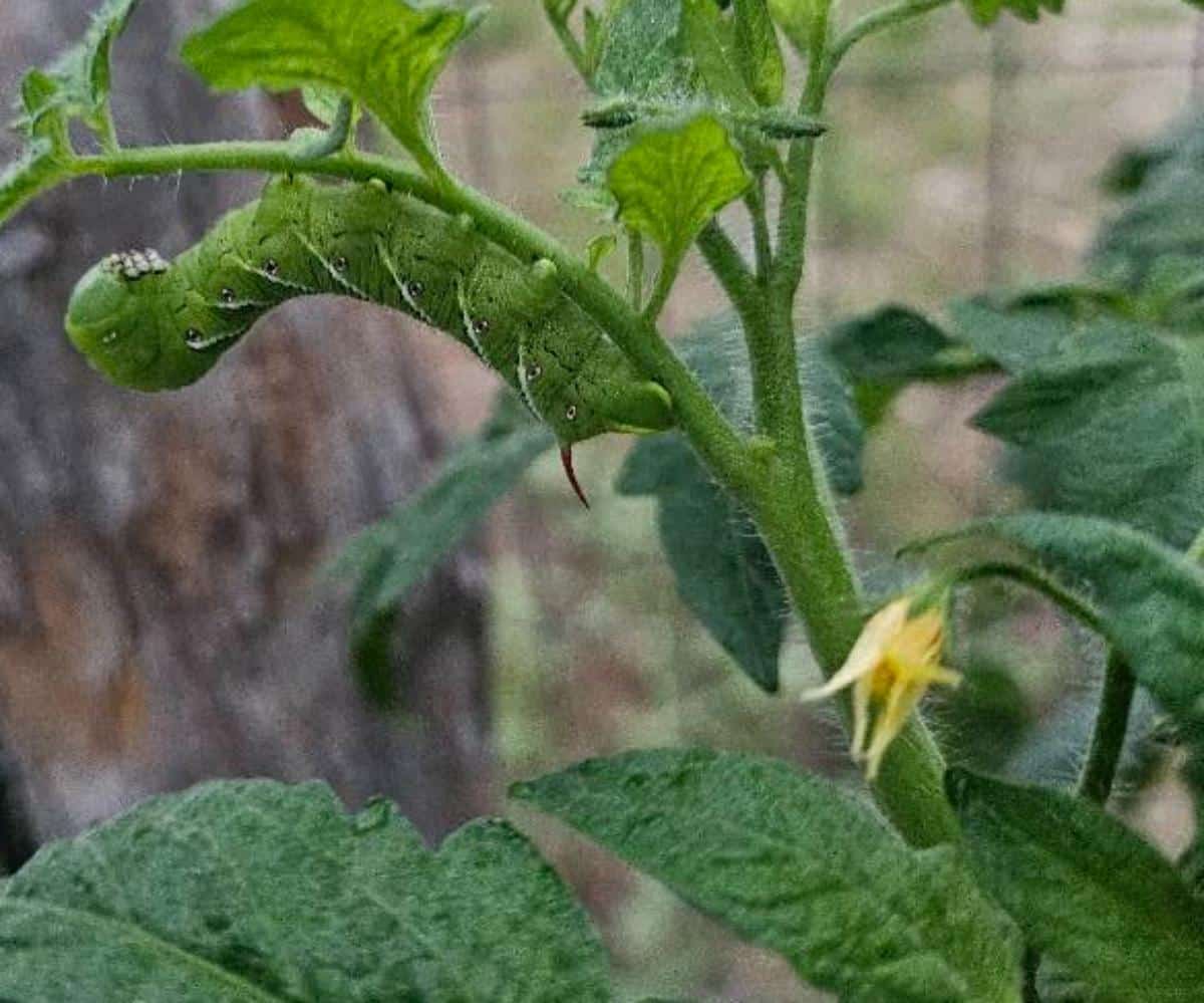 A tomato hornworm on a tomato plant