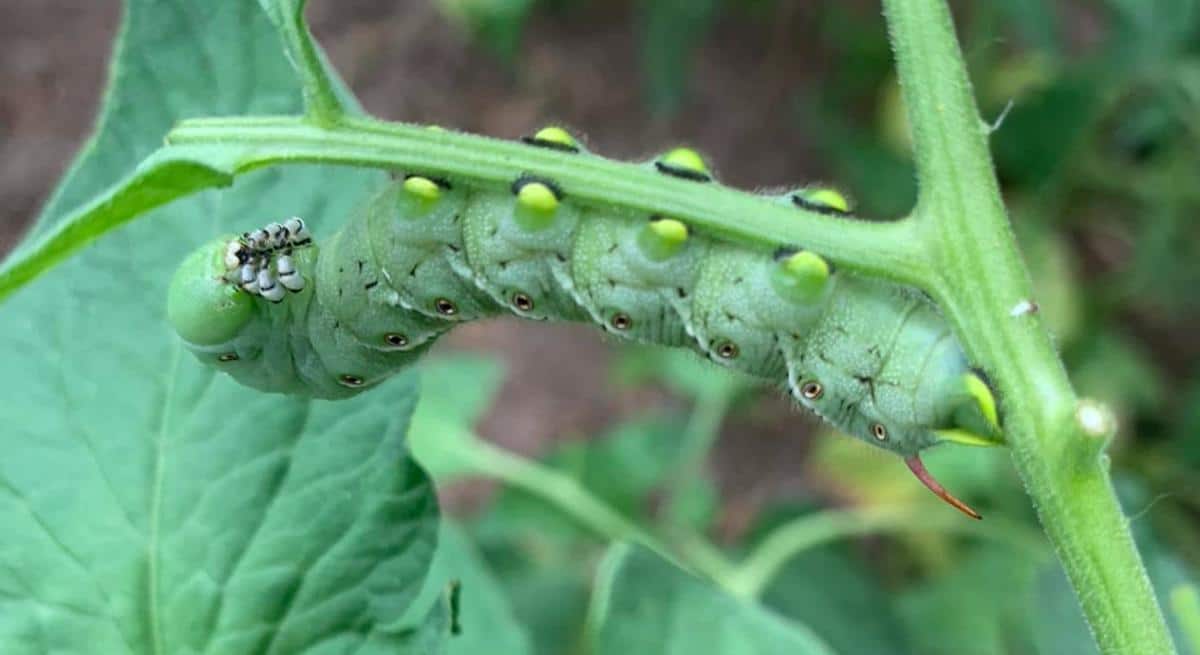 Tobacco hornworm on a tomato plant