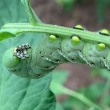 Tomato Hornworm on a tomato plant.