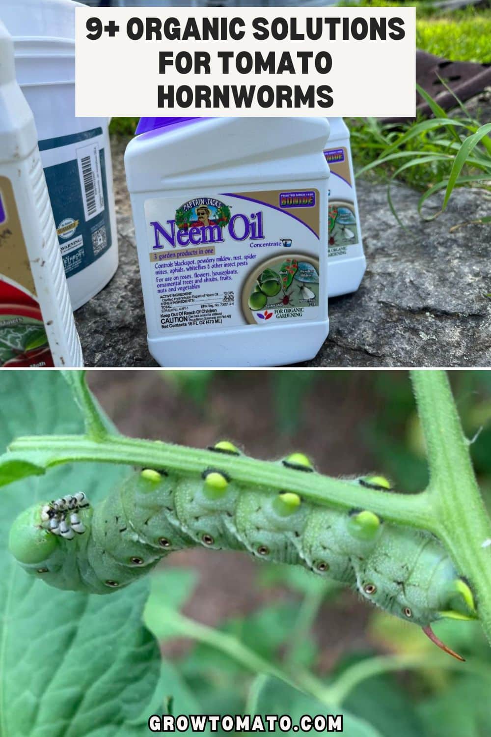 9+ Organic Solutions for Tomato Hornworms pinterest image.