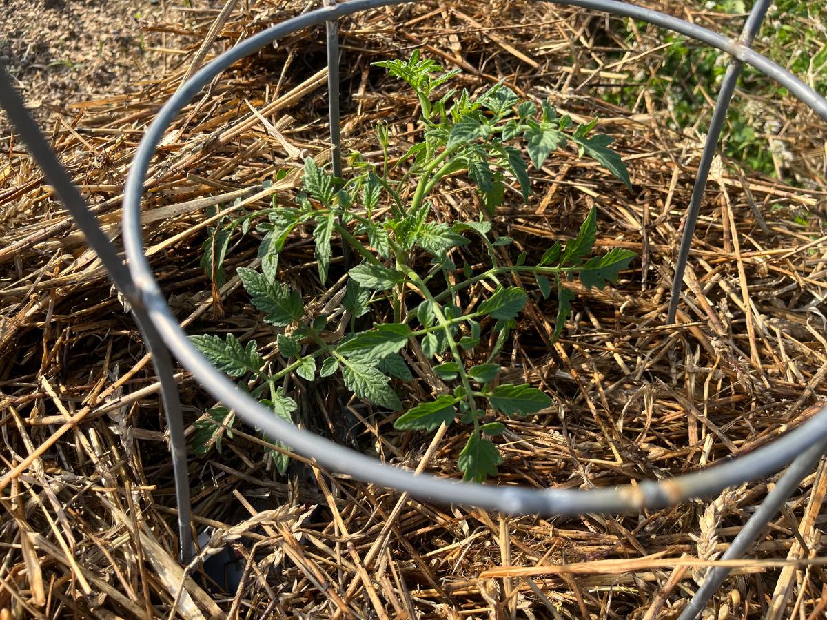 Mulched tomato plant watered at the base