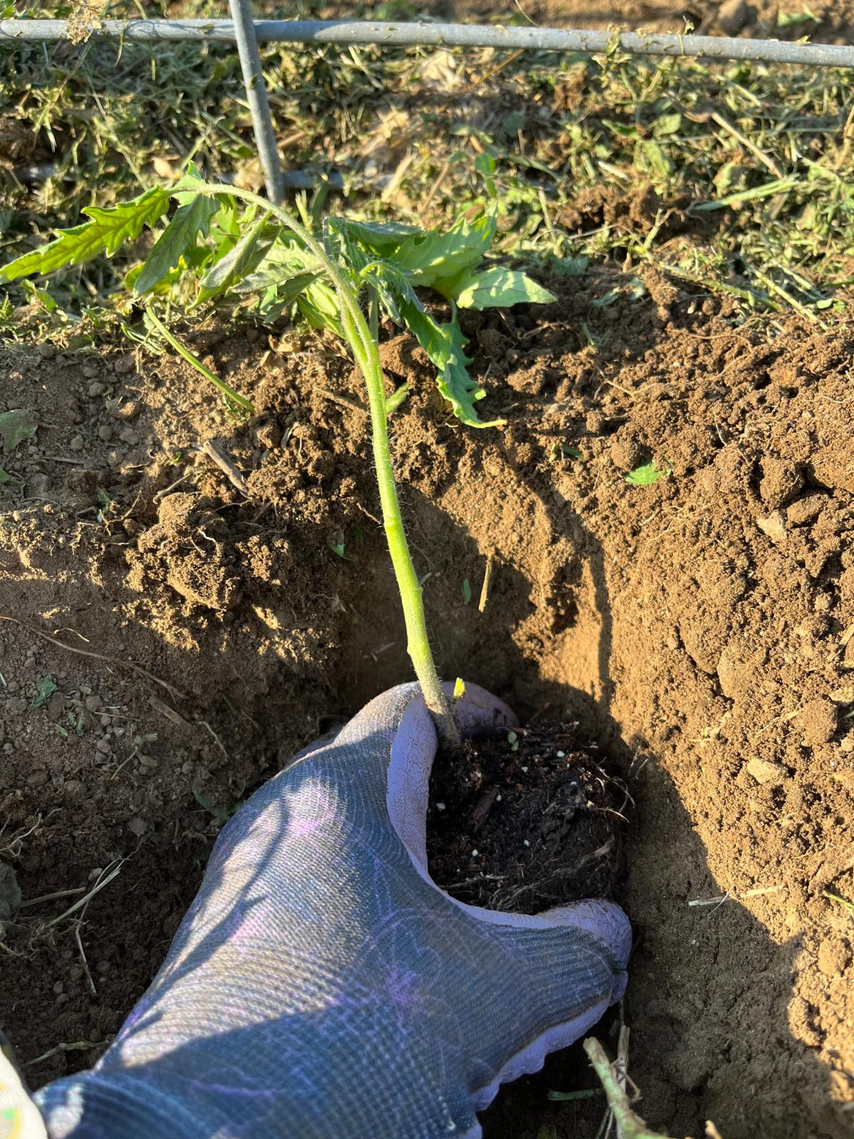 Planting a tomato on its side