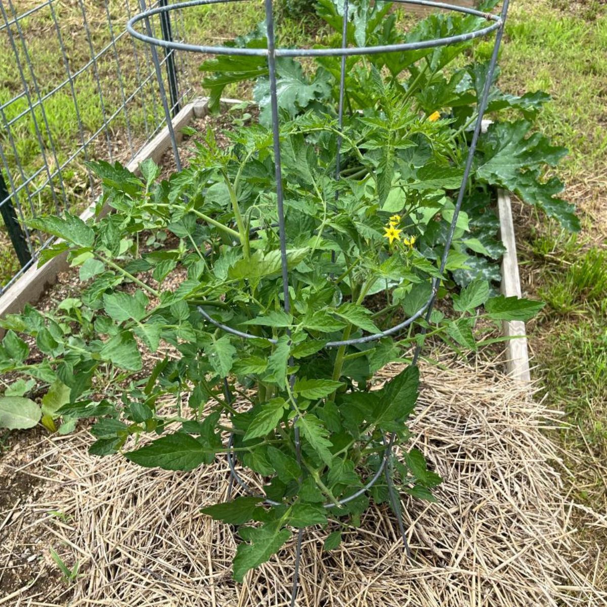 A healthy tomato plant.