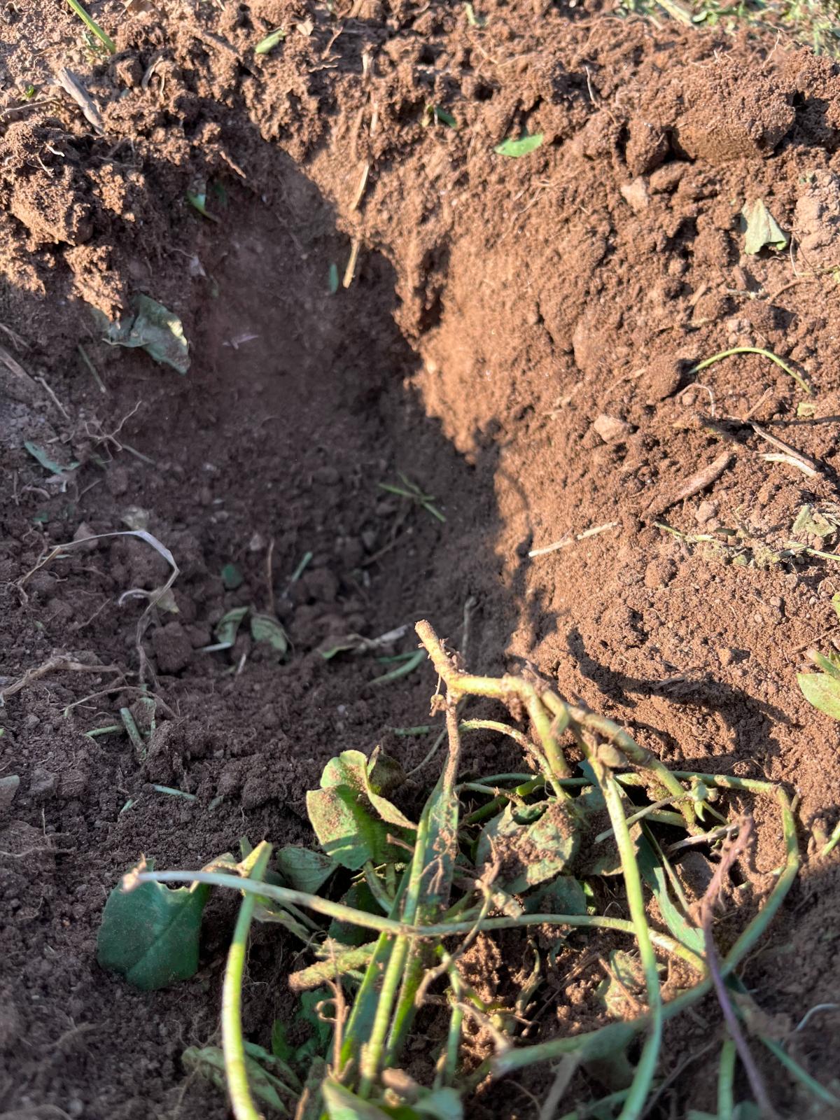 Planting a tomato in soil