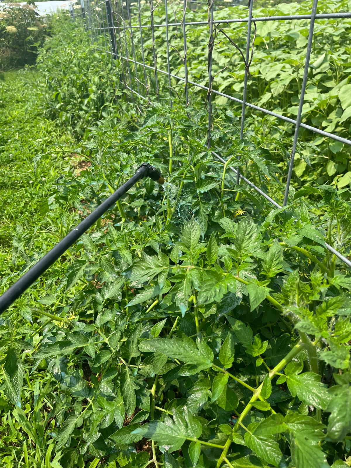 Spraying tomatoes with copper fungicide