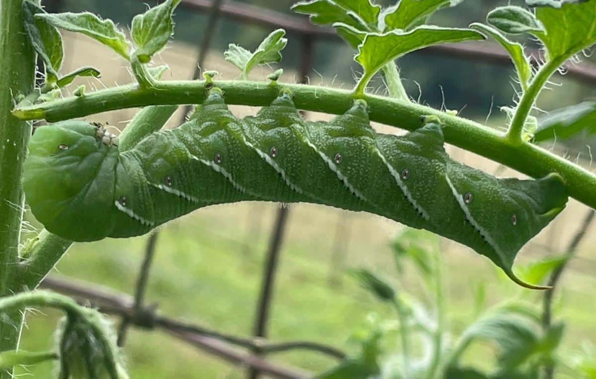 A tomato hornworm in a tomato patch