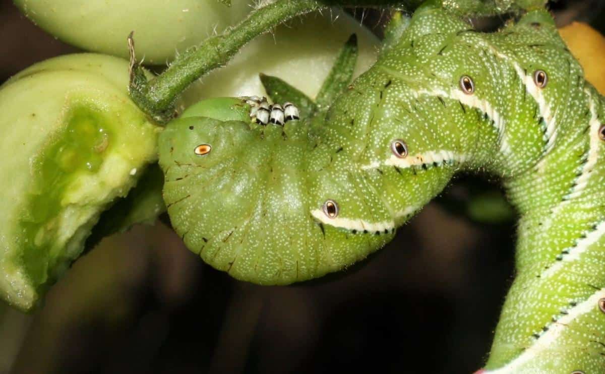 Hornworm in a tomato plant