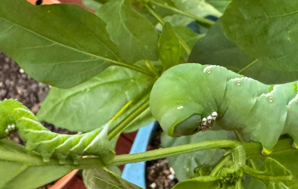 Small and large tomato hornworm