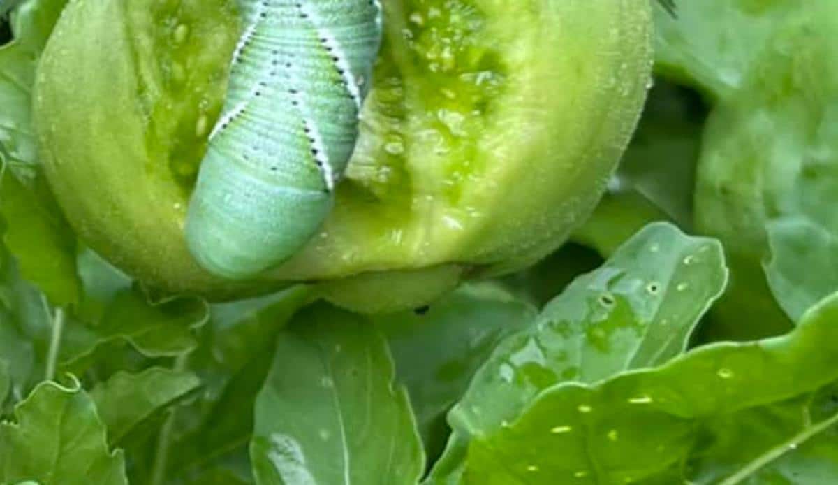 Hornworm eating an unripe tomato