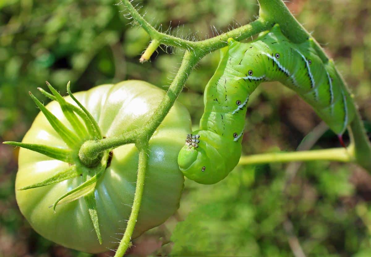 A hornworm ready to eat a tomato