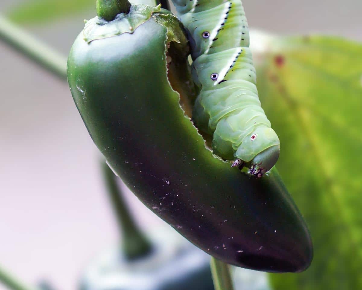 Hornworm eating a pepper