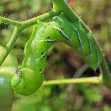 Tomato Hornworn On A Tomato Plant