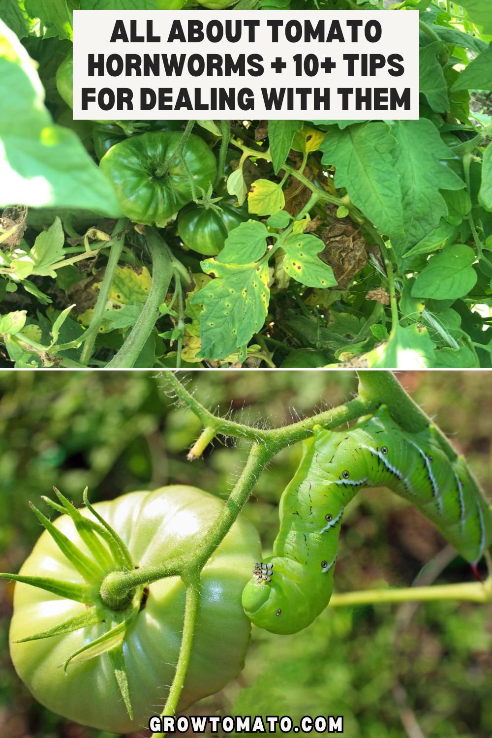 All About Tomato Hornworms + 10+ Tips For Dealing With Them pinterest image.