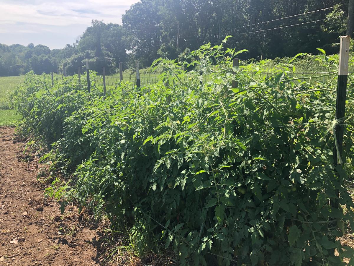 A large tomato patch with hornworms