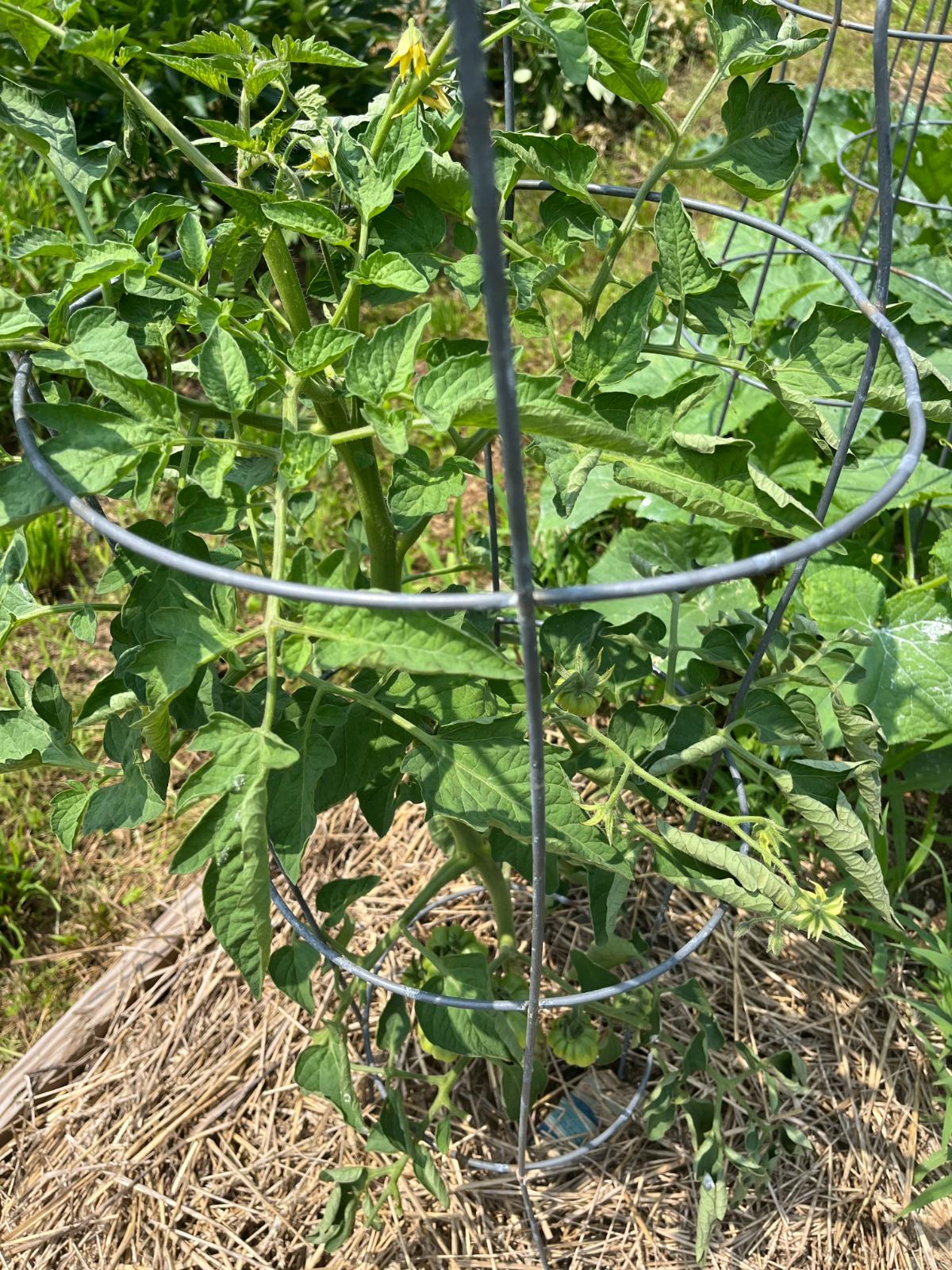 A young tomato plant at risk from hornworms