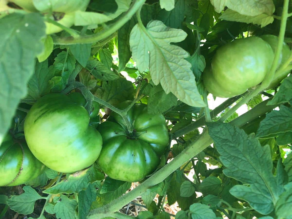 Tomato patch with hornworms