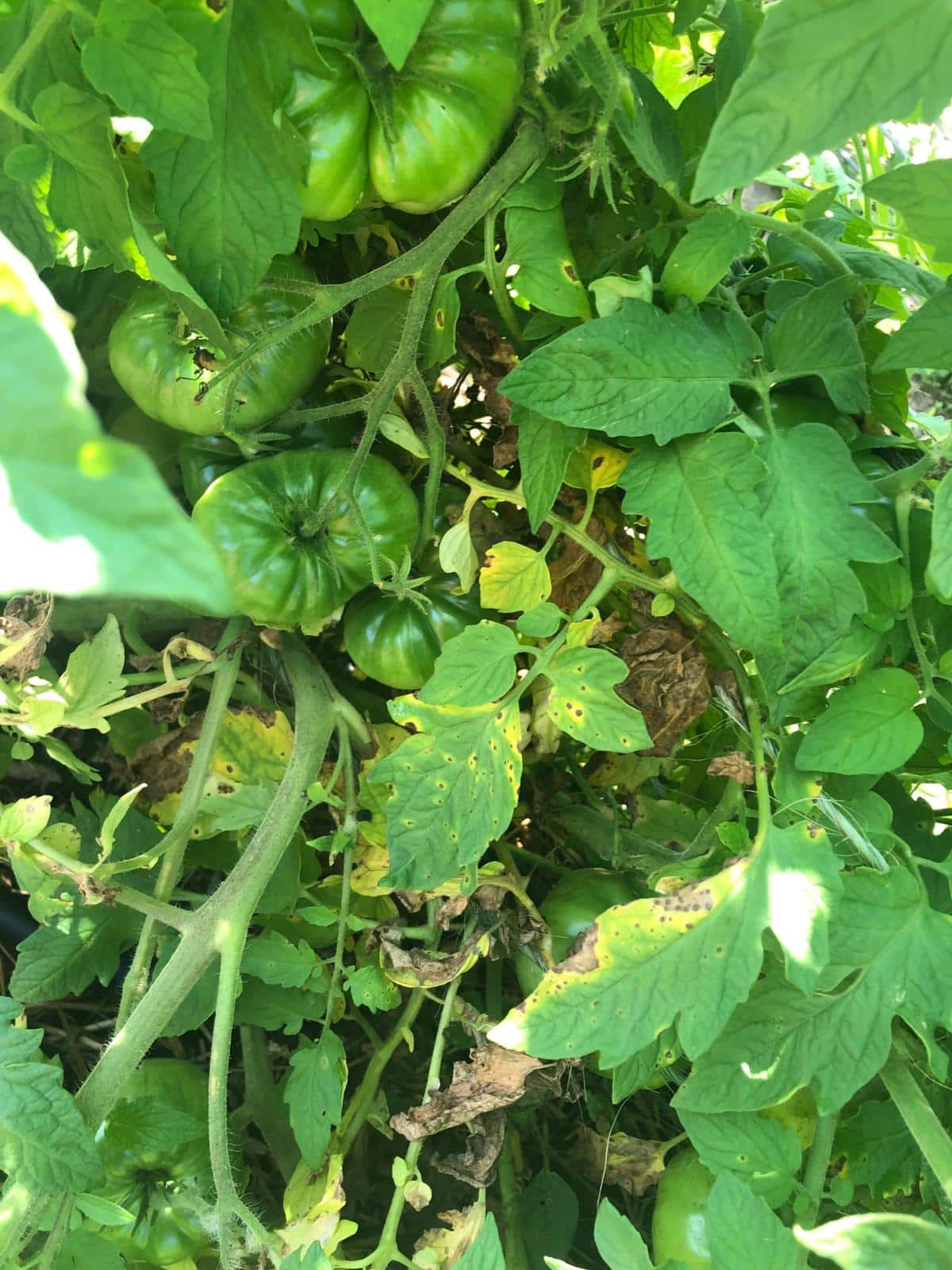 Tomato plant with a hornworm hiding somewhere inside