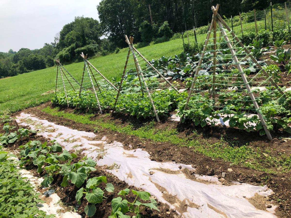 A well weeded garden and tomato patch