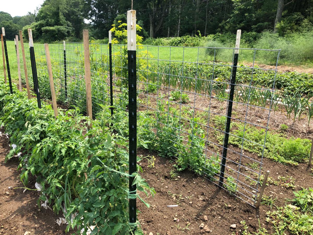 Tomatoes planted in a row in the garden