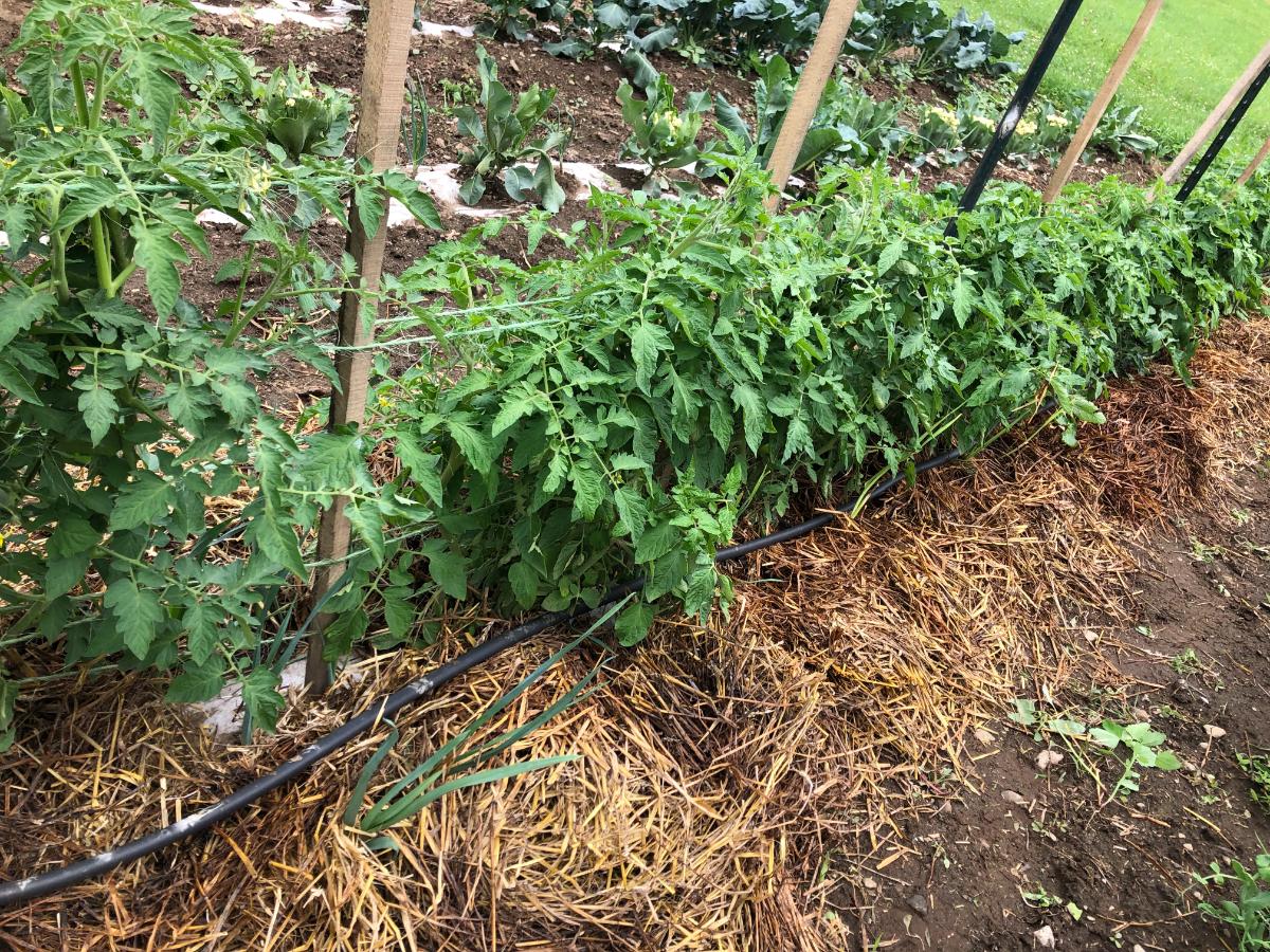 Tomatoes watered with soaker hoses