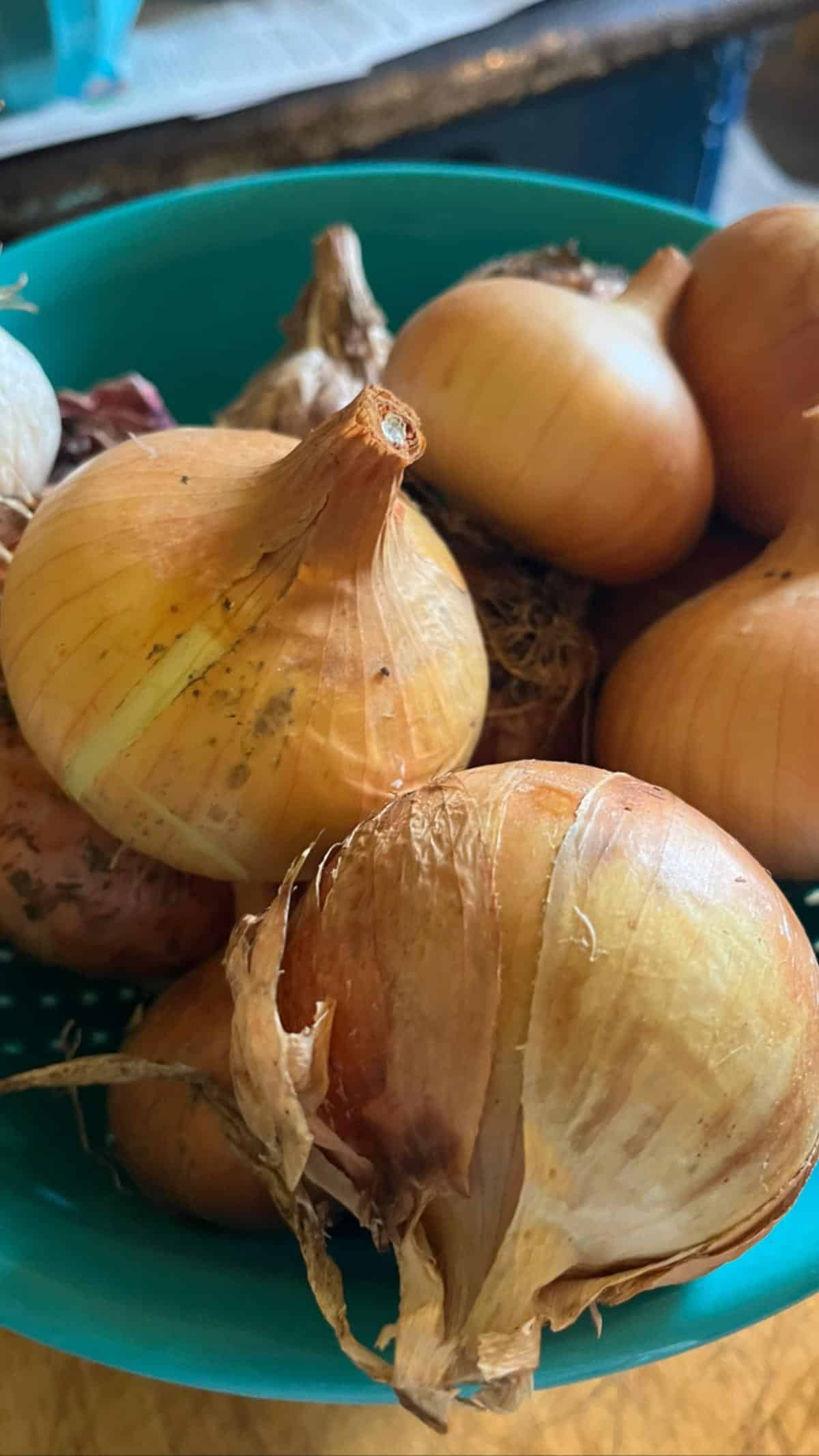 Bowl of fresh onions