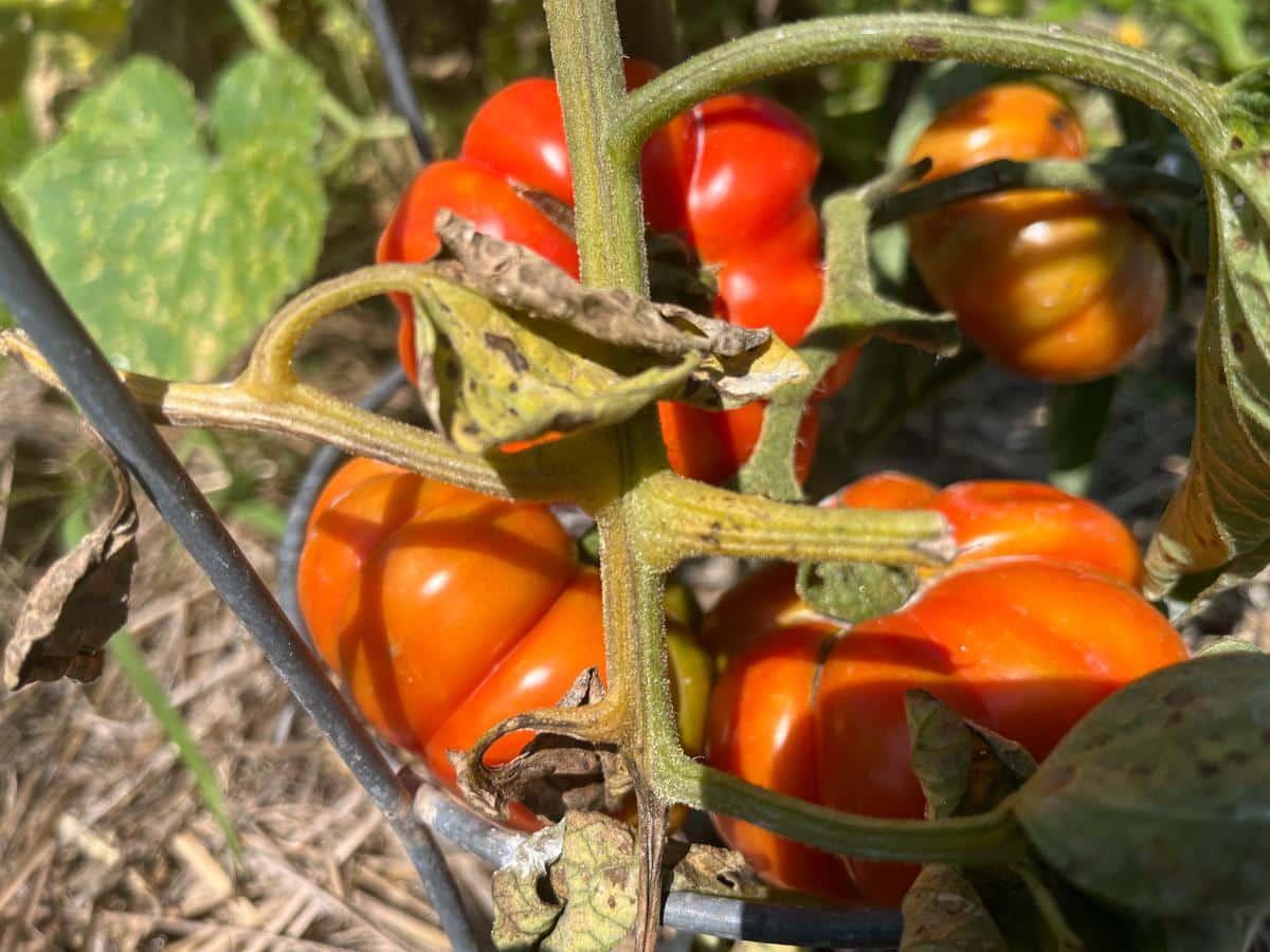 Costluto Genovese tomatoes