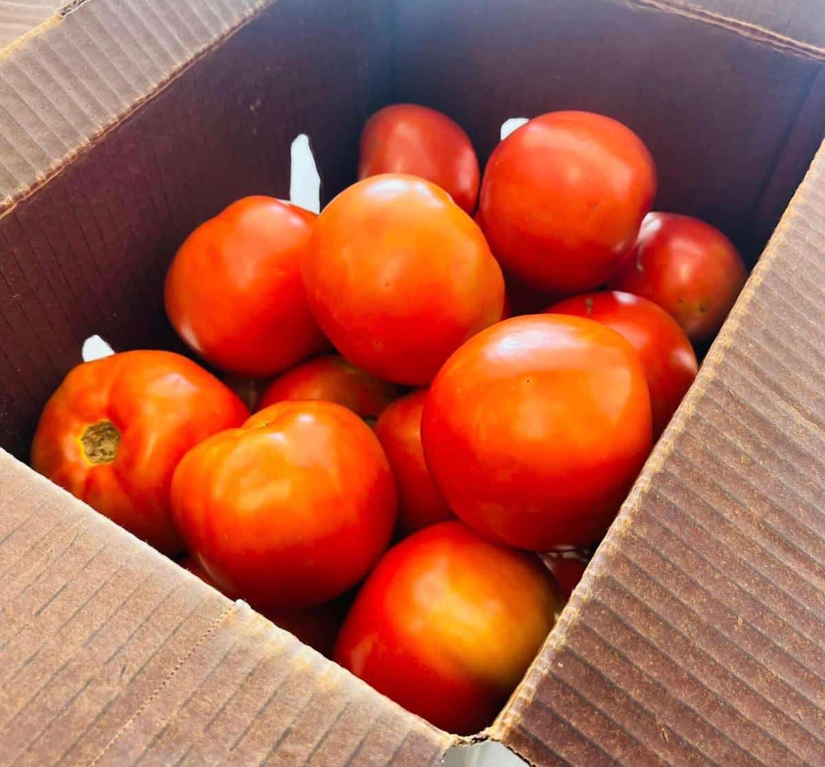 A box of fresh picked tomatoes