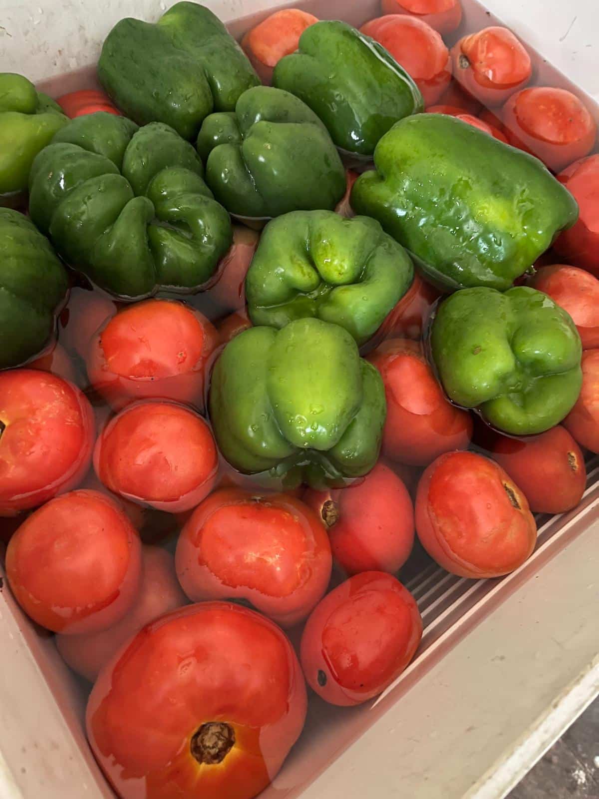 Washing tomatoes and peppers for tomato sauce