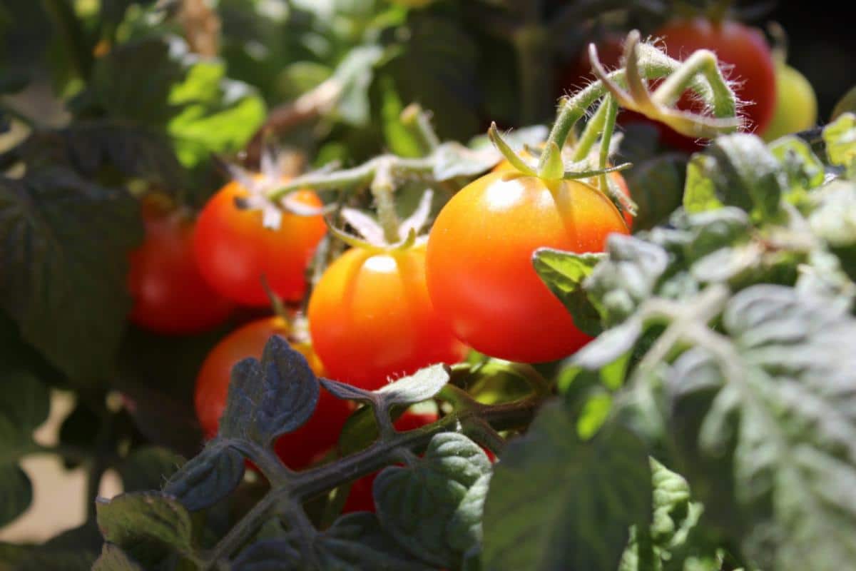 Tiny Tim tomato plant