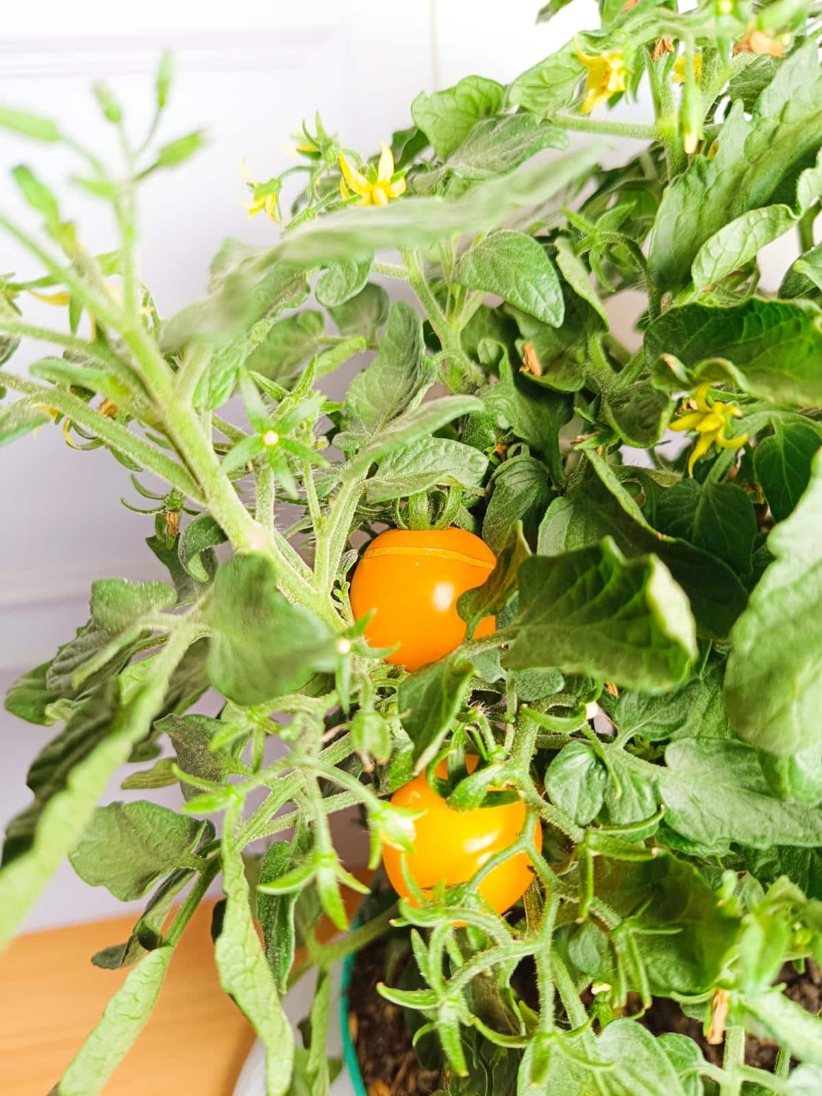 Micro Tom tomato plant