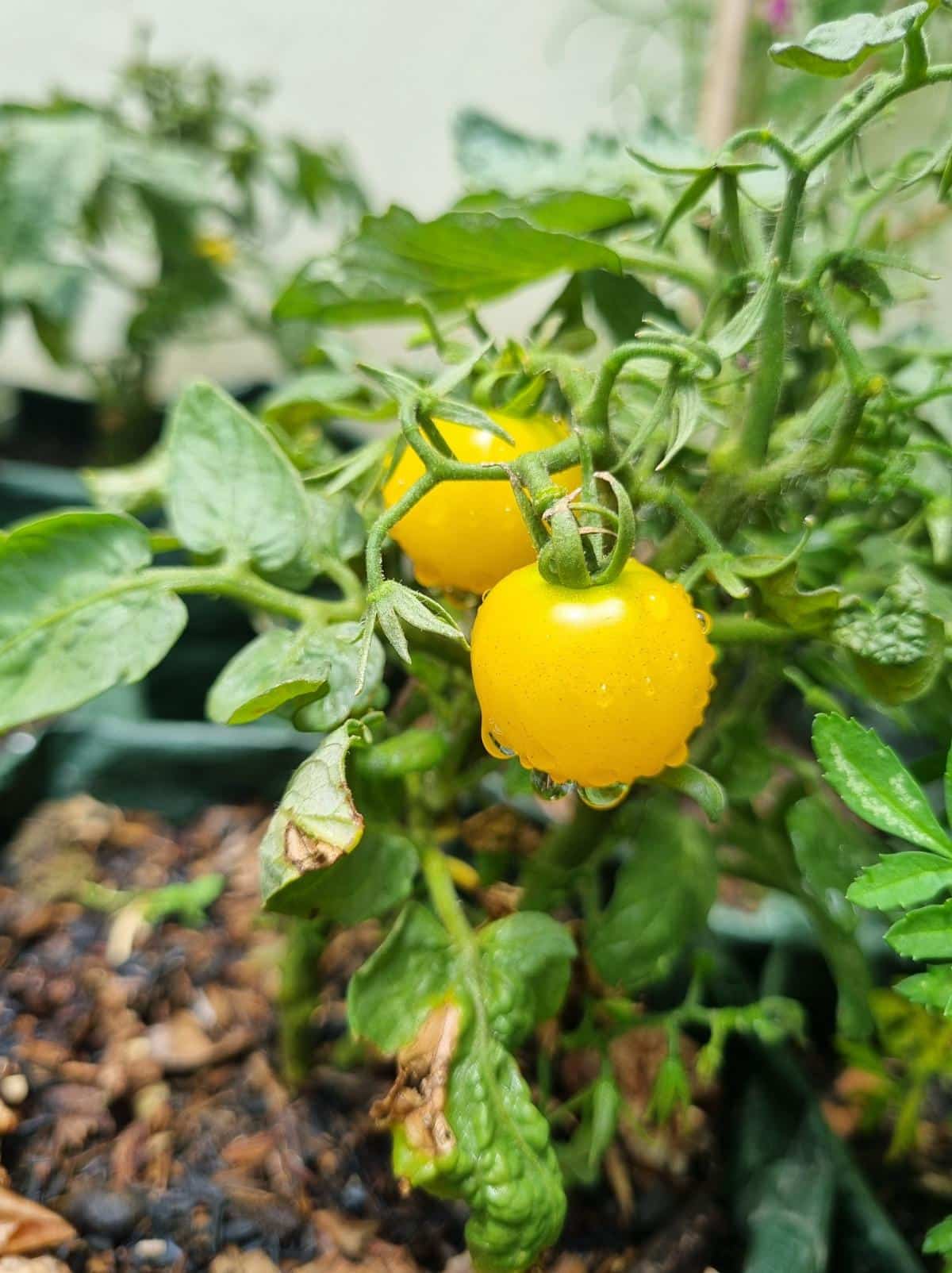 Orange hat mini tomato growing indoors