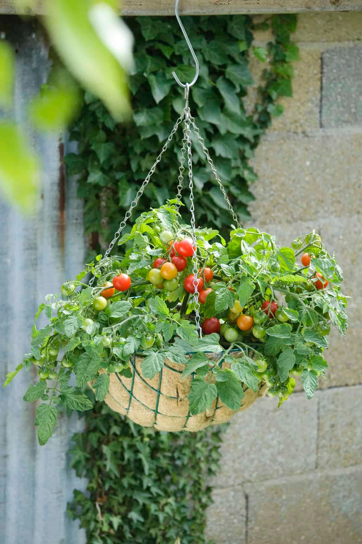 Hanging mini tomato plant