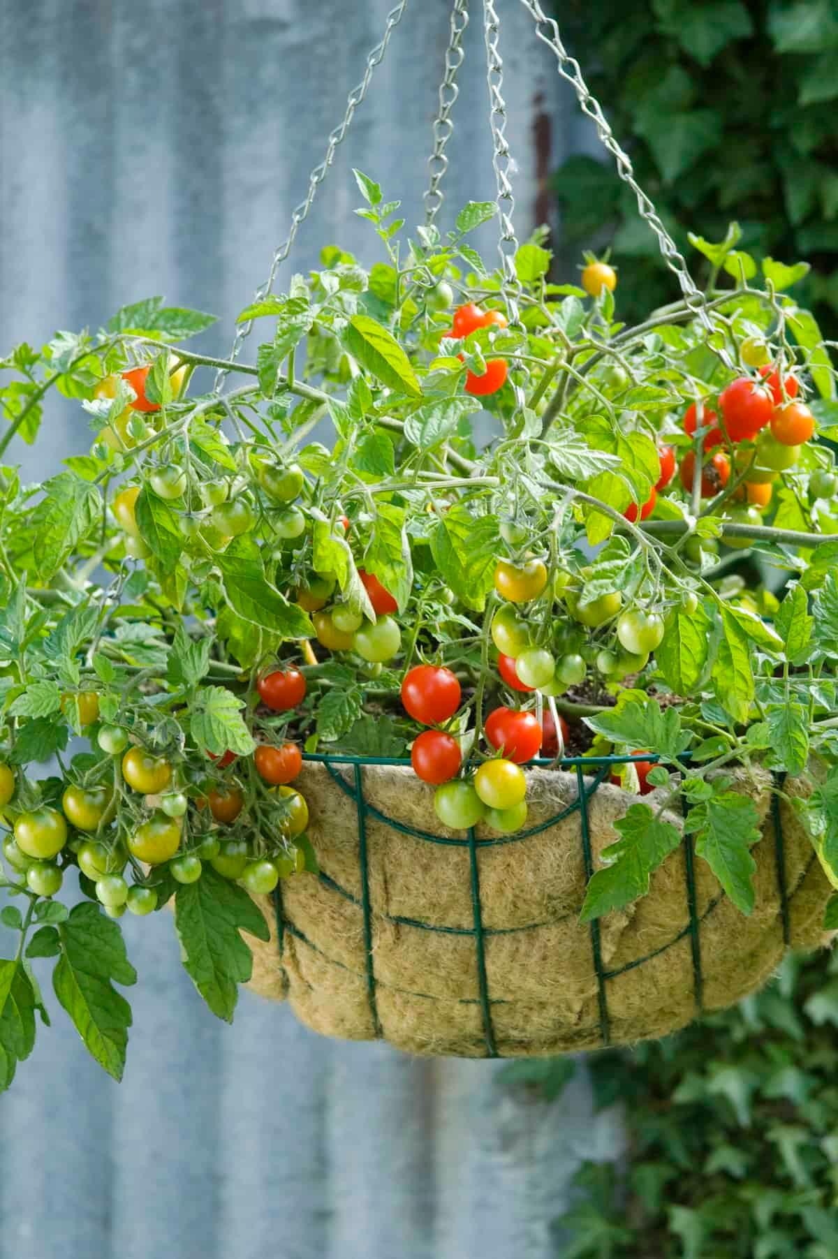 Lizzano indoor tomato variety