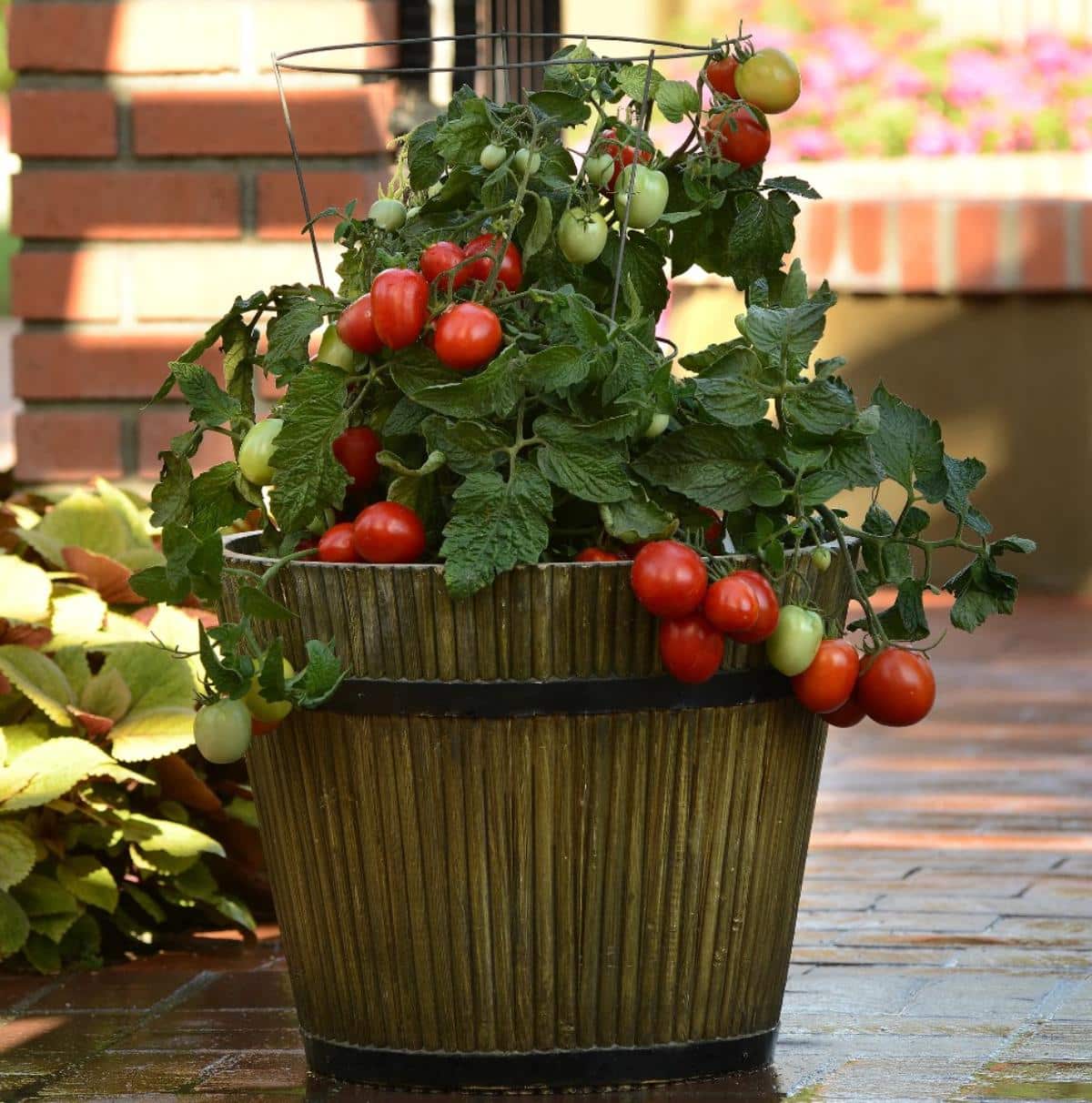 Little Napoli Indoor tomato