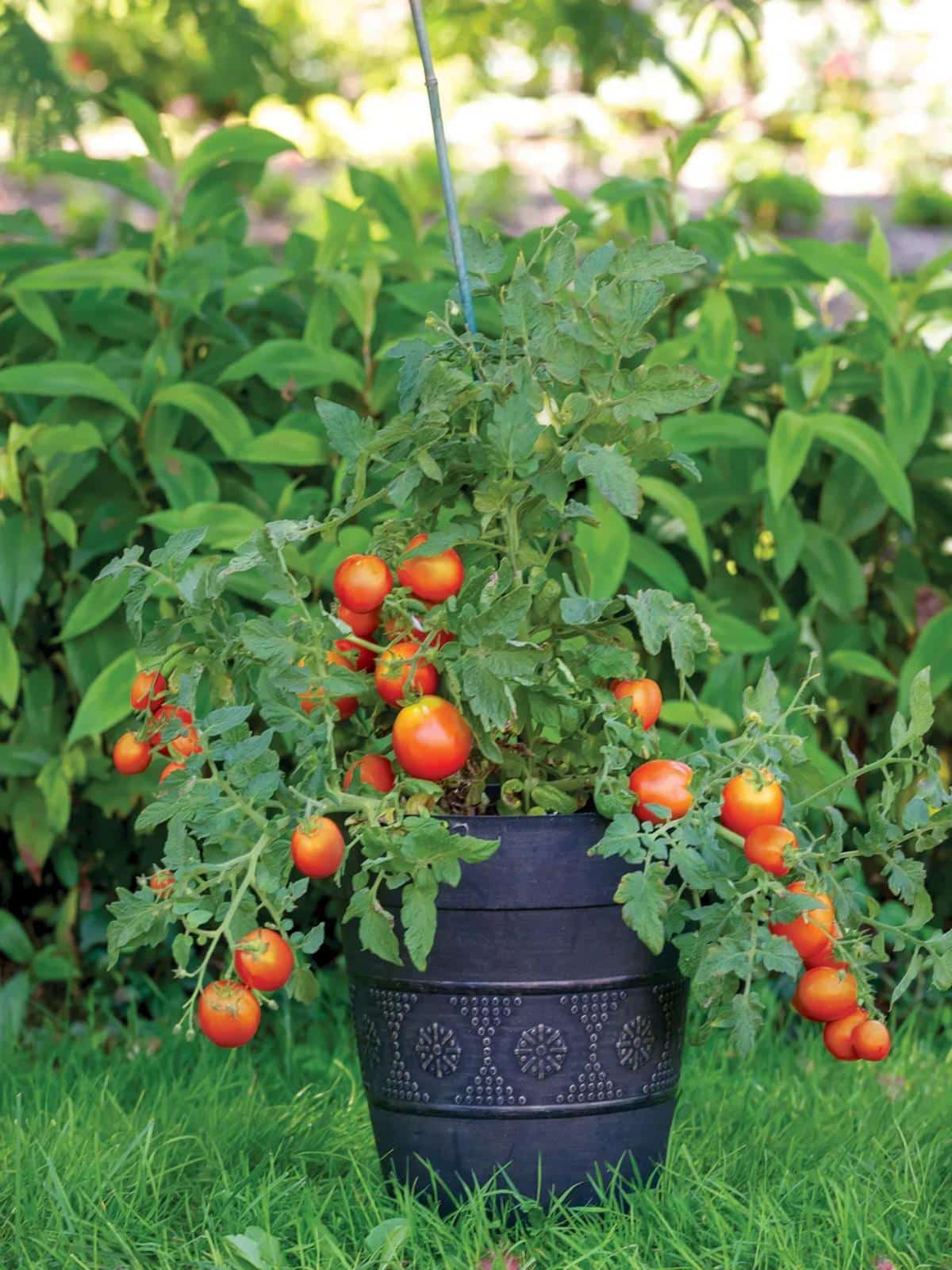 Early Girl tomato for growing inside