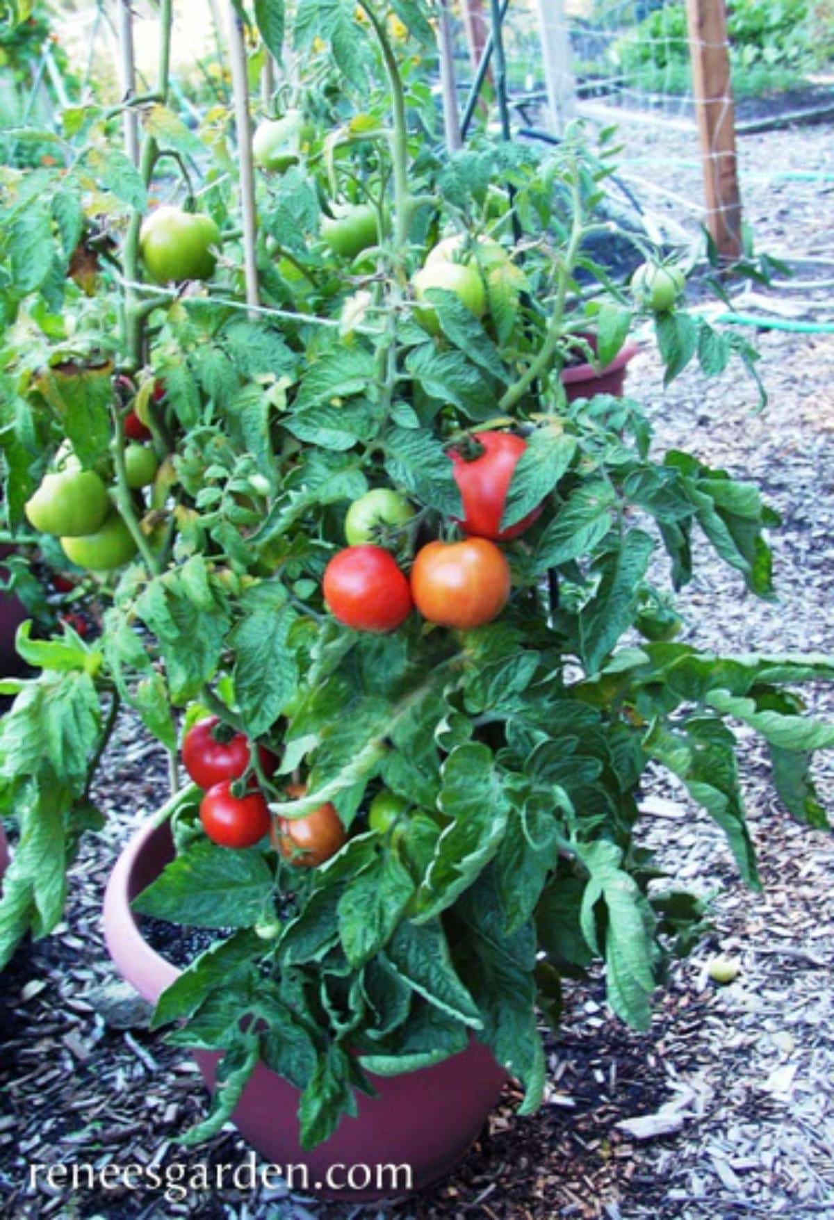 Super Bush tomato plant for indoor growing