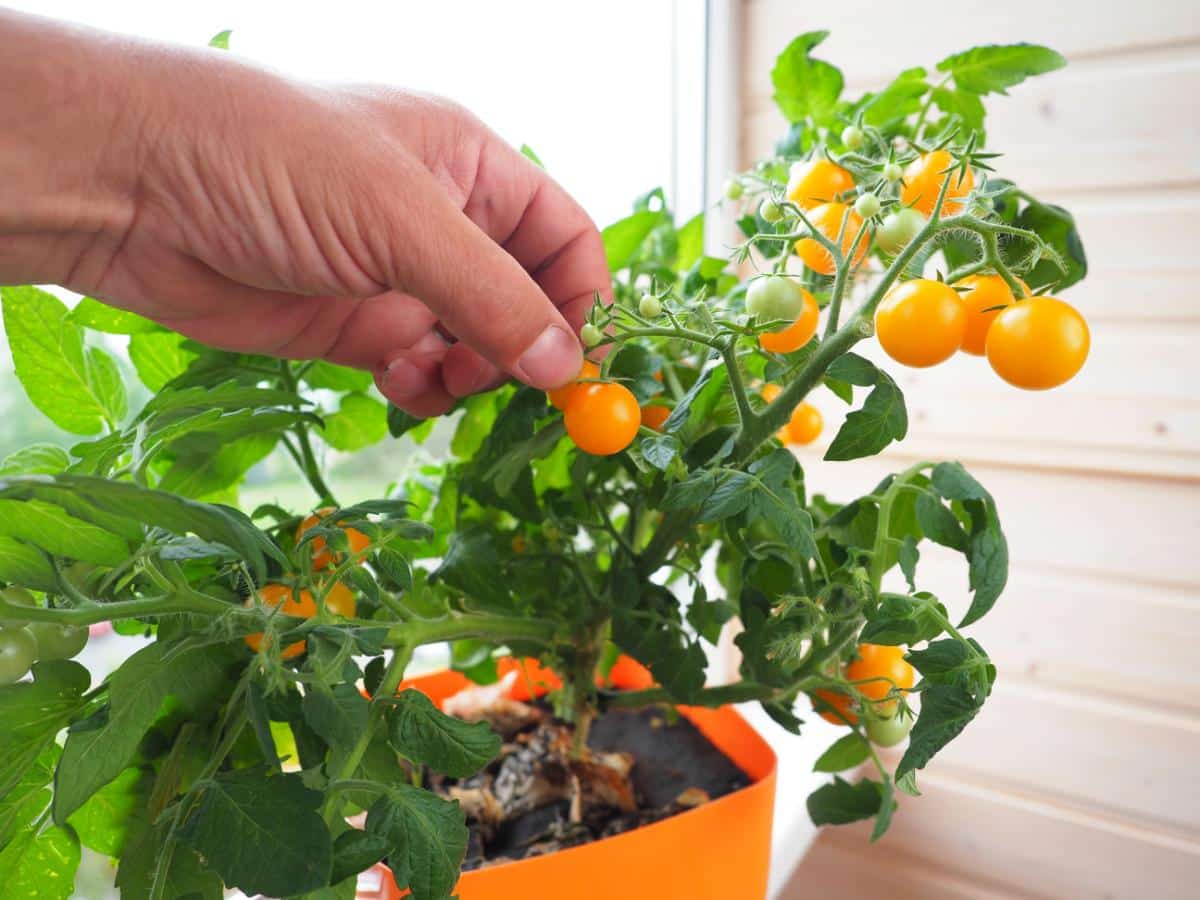 Microdwarf tomato plant growing inside