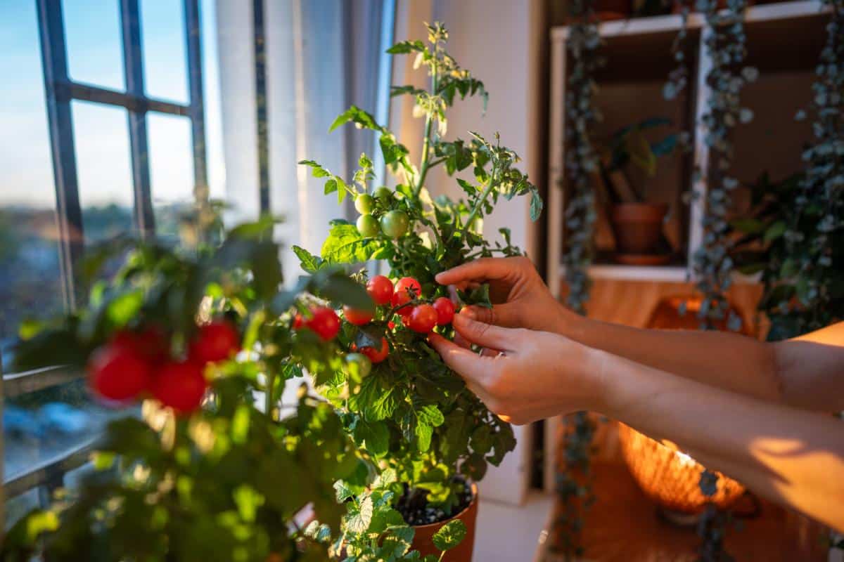 Mini tomato growing on a windowsill