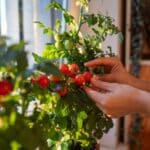 A gardener is harvesting indoor cherry tomatoes.