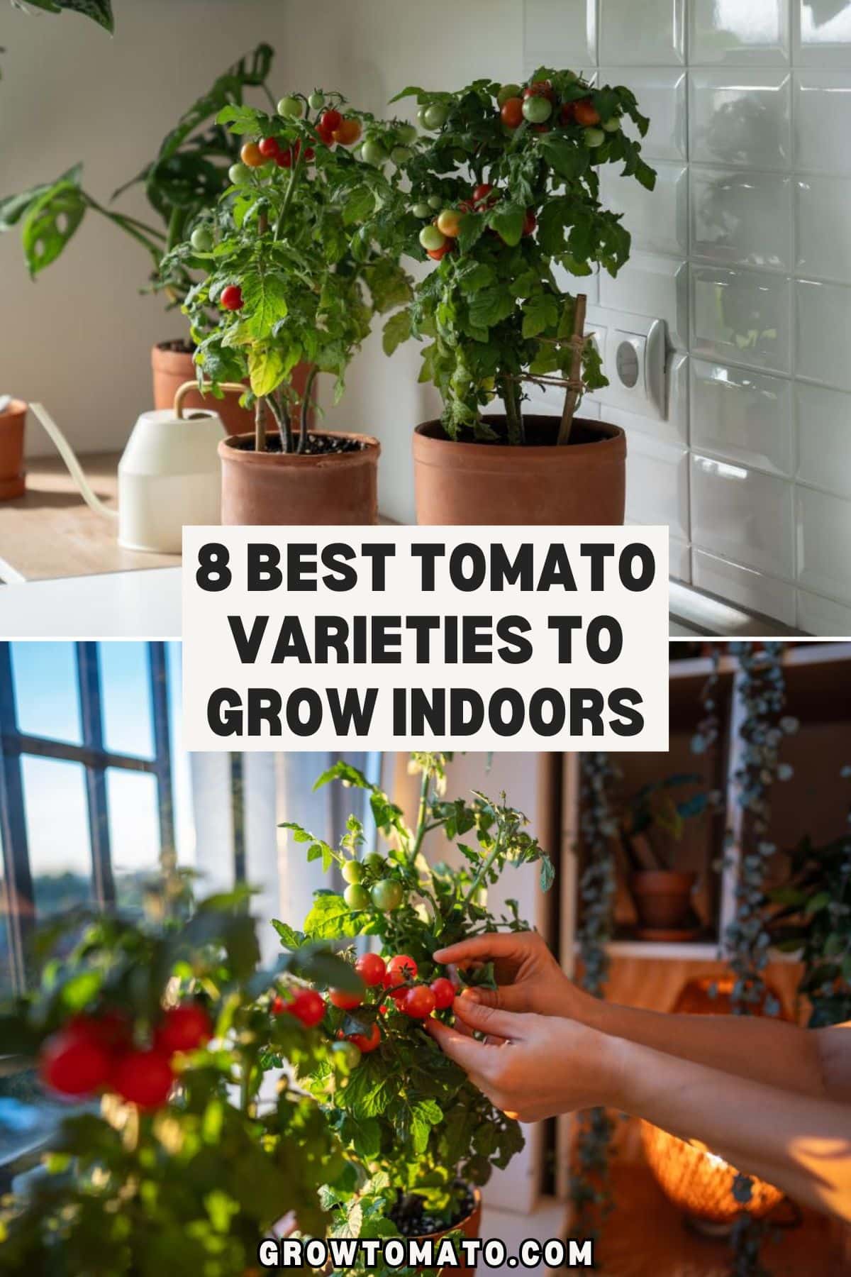 8 Best Tomato Varieties to Grow Indoors pinterest image