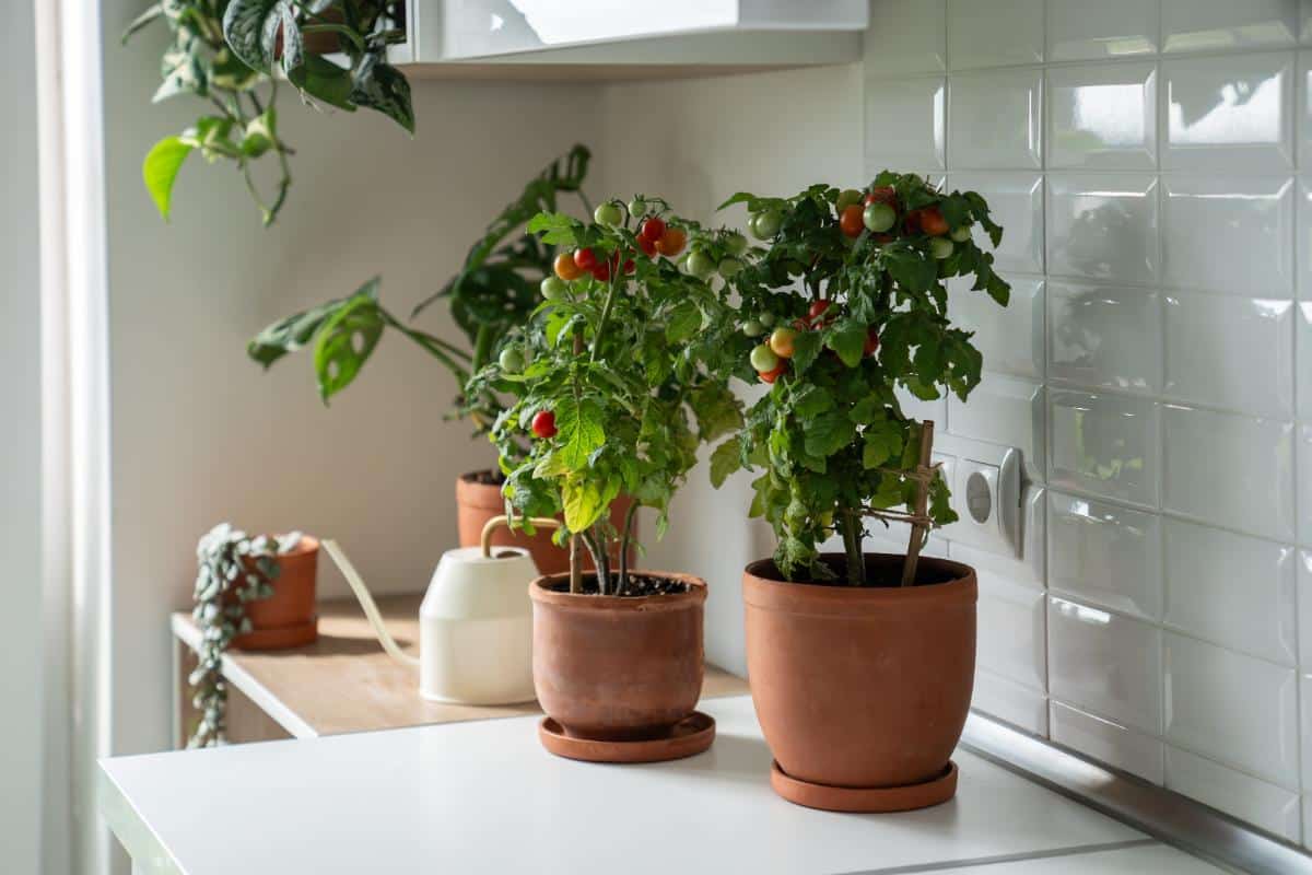 Miniature tomatoes growing inside