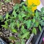 Tomato seedlings in a tray.