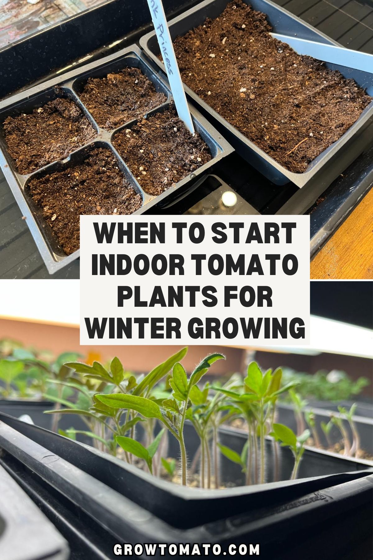 When To  Start Indoor Tomato Plants for Winter Growing pinterest image