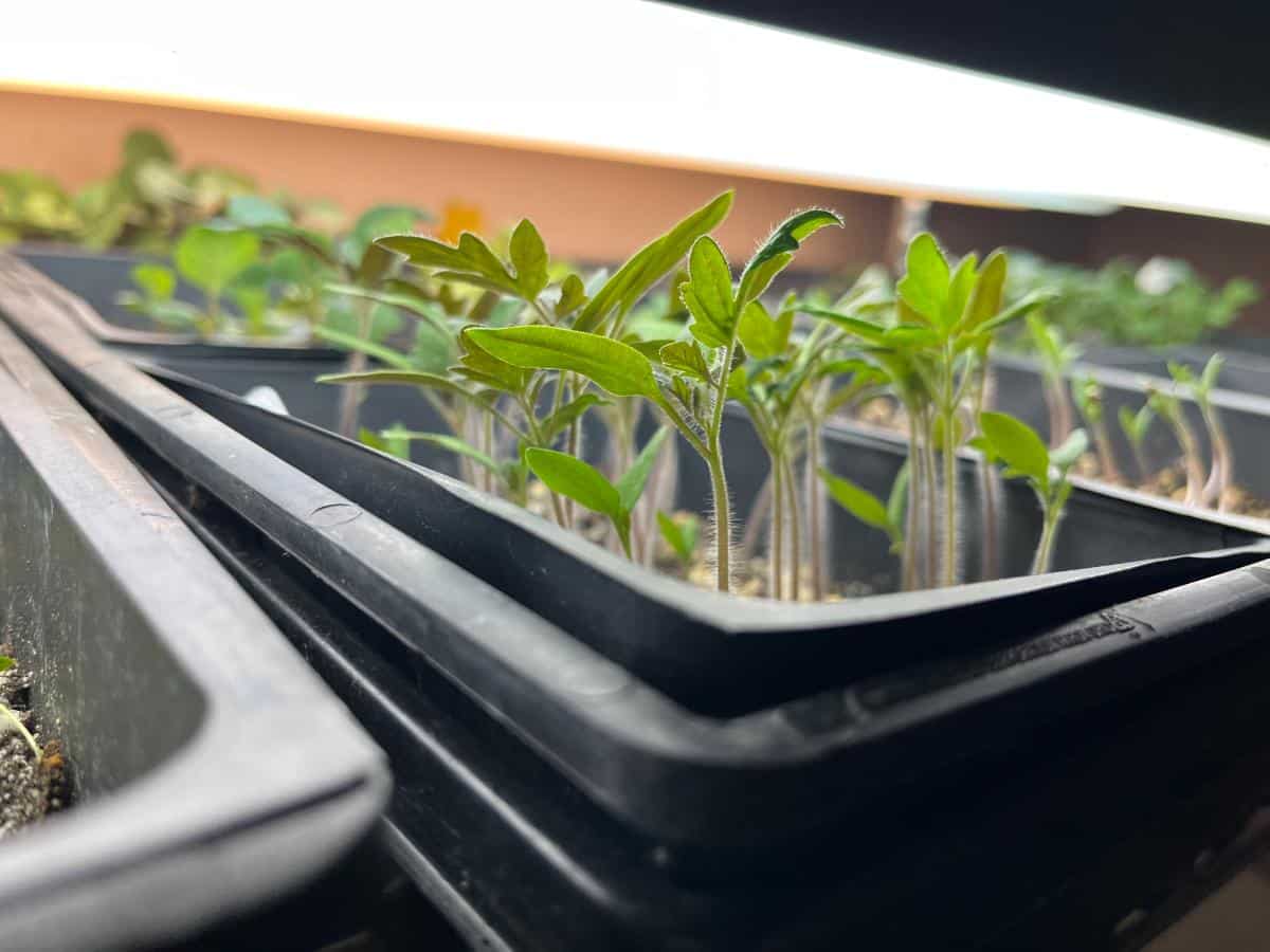 Tomato plants under a grow light