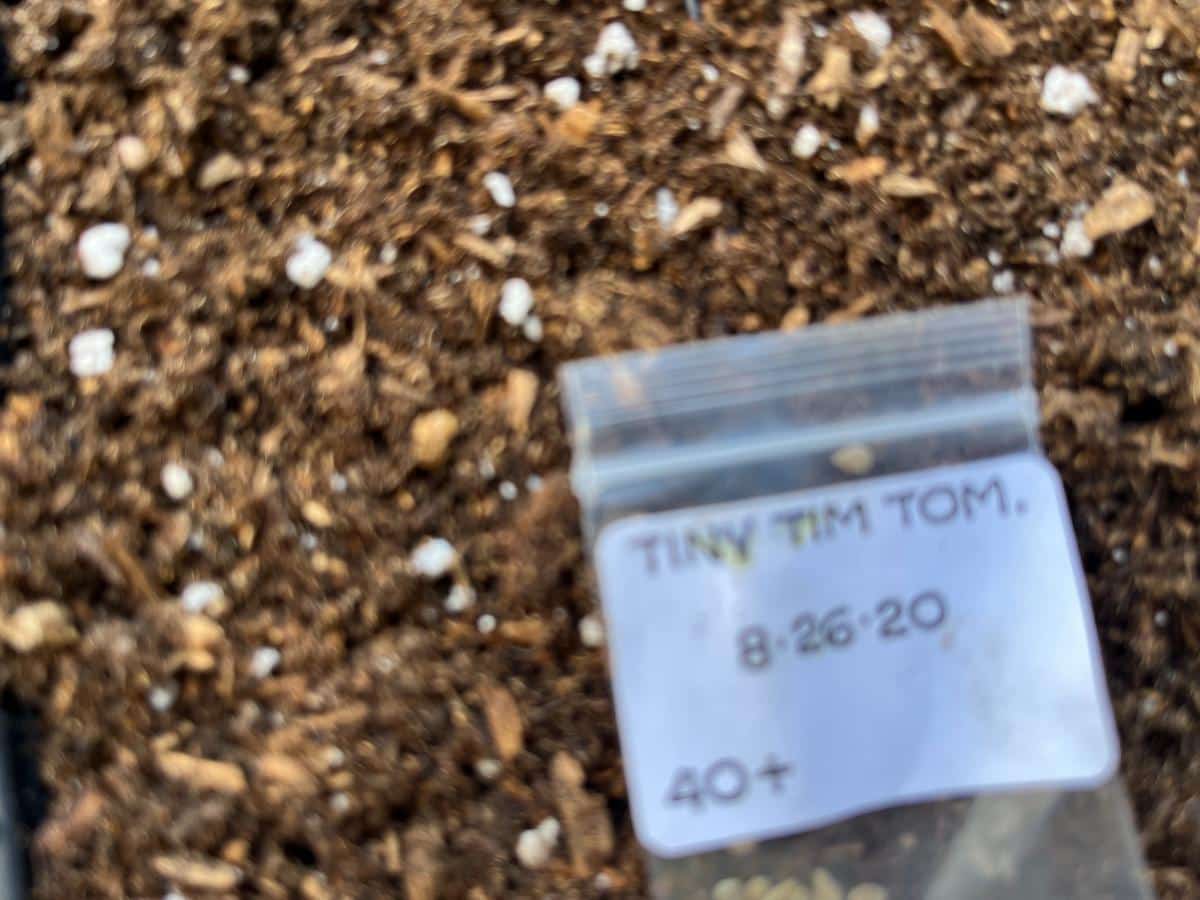 Micro tomato plant seed packets, Tiny Tim