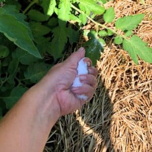 A gardener is using Epsom Salt on tomato plants.