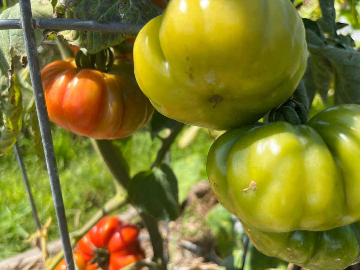 End of season tomatoes on the vine