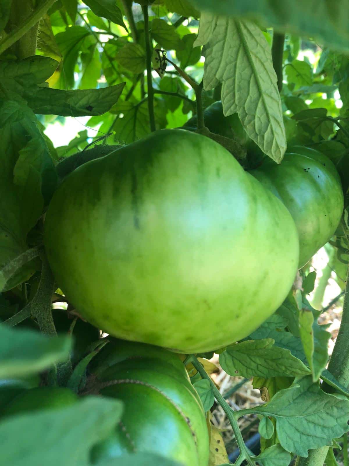 Green tomatoes substitute for tomatillos